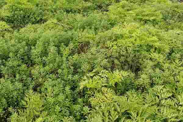 川芎种植技术与栽培管理